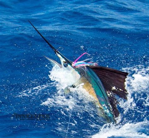 The 10 BEST Fishing Charters in Exmouth, Australia from US .